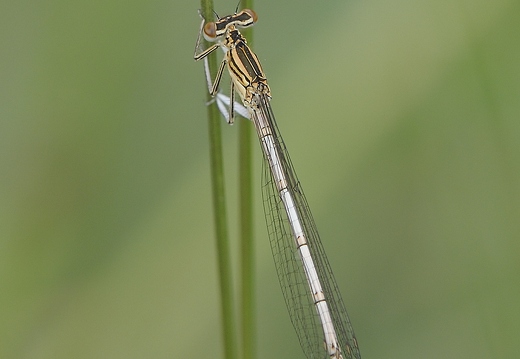 Caloptérix éclatant, Caloptérix splendens