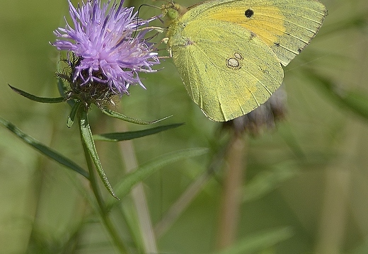 Souci, Colias crocea