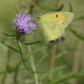 Souci, Colias crocea