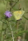 Souci, Colias crocea