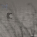 Grèbe castagneux, Tachybaptus ruficollis, Little Grebe