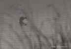 Grèbe castagneux, Tachybaptus ruficollis, Little Grebe