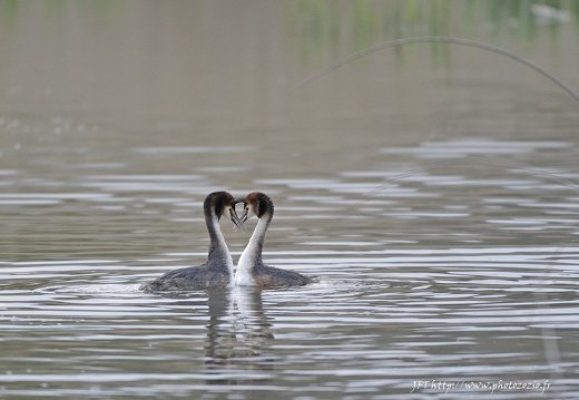 Grèbe huppé, Podiceps cristatus, Great Crested Grebe