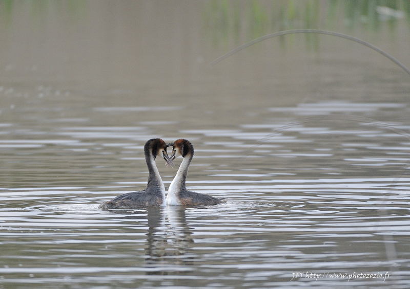 Grebes.jpg