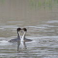 Grèbe huppé, Podiceps cristatus, Great Crested Grebe