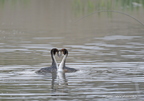 Grèbe huppé, Podiceps cristatus, Great Crested Grebe