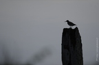 Chevalier guignette, Actitis hypoleucos, Common Sandpiper