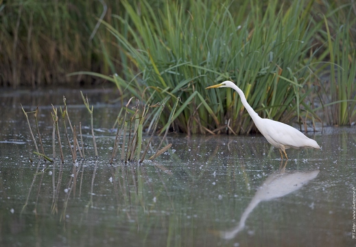 Grande Aigrette, Ardea alba, Great Egret 