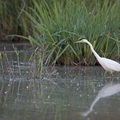 Grande Aigrette, Ardea alba, Great Egret 