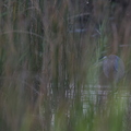 Héron cendré, Ardea cinerea, Grey Heron