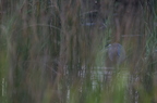 Héron cendré, Ardea cinerea, Grey Heron