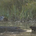 Héron cendré, Ardea cinerea, Grey Heron