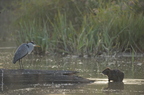 Héron cendré, Ardea cinerea, Grey Heron