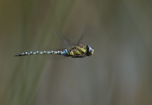 Aeschne mixte, Aeshna mixta