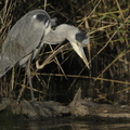 Héron cendré, Ardea cinerea, Grey Heron