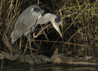 Héron cendré, Ardea cinerea, Grey Heron