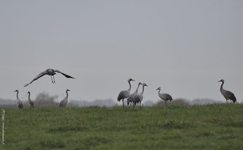 Grue cendrée, Grus grus, Common Crane _DSC1231.jpg