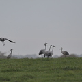 Grue cendrée, Grus grus, Common Crane