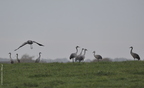 Grue cendrée, Grus grus, Common Crane