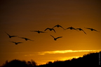 Bernache du Canada, Branta canadensis, Canada Goose 