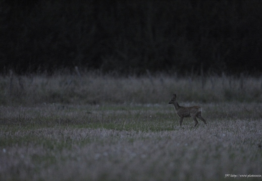 Chevreuil, Capreolus capreolus, European Roe Deer