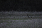 Chevreuil, Capreolus capreolus, European Roe Deer