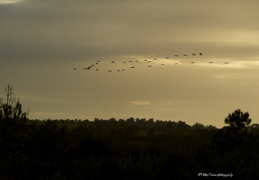 Grue cendrée, Grus grus, Common Crane