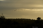 Grue cendrée, Grus grus, Common Crane