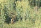 Lièvre d'Europe, Lepus, Hare