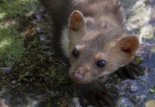 Fouine d'Europe, Martes foina, Beech marten