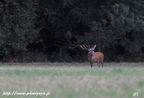 Cerf élaphe, Cervus elaphus, Red deer