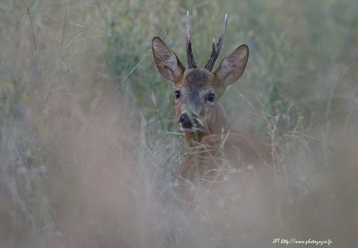 Chevreuil, Capreolus capreolus, European Roe Deer