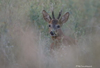 Chevreuil, Capreolus capreolus, European Roe Deer