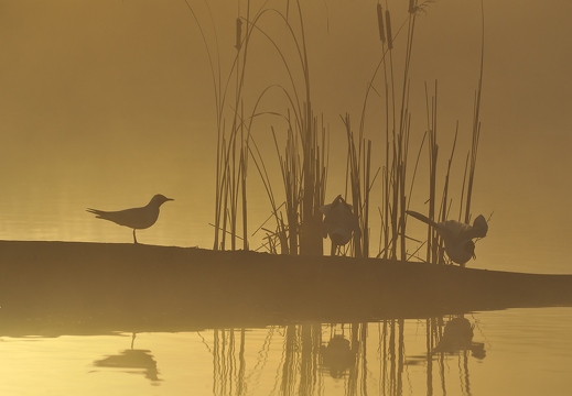 Mouette rieuse, Chroicocephalus ridibundus, Black-headed Gull