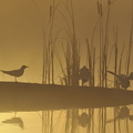 Mouette rieuse, Chroicocephalus ridibundus, Black-headed Gull