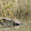 Cistude d'Europe, Emys orbicularis, Tortue de Brenne