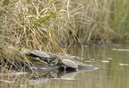 Cistude d'Europe, Emys orbicularis, Tortue de Brenne