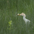 Héron garde-boeufs, Bubulcus ibis, Western Cattle Egret