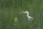 Héron garde-boeufs, Bubulcus ibis, Western Cattle Egret