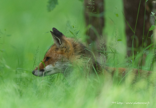 Le renard - عرض جميع صور هذا الألبوم Le renard