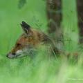 Renard roux, Vulpes vulpes, Goupil, Red fox