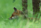 Renard roux, Vulpes vulpes, Goupil, Red fox