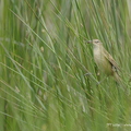 Rousserolle turdoïde, Acrocephalus arundinaceus, Great Reed Warbler