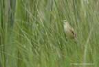 Rousserolle turdoïde, Acrocephalus arundinaceus, Great Reed Warbler