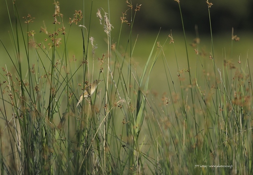 Les oiseaux en Brenne - عرض جميع صور هذا الألبوم Les oiseaux en Brenne