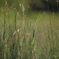 Rousserolle turdoïde, Acrocephalus arundinaceus, Great Reed Warbler