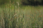 Les oiseaux en Brenne