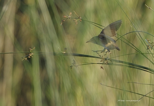 Rousserolle turdoïde, Acrocephalus arundinaceus, Great Reed Warbler