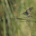 Rousserolle turdoïde, Acrocephalus arundinaceus, Great Reed Warbler