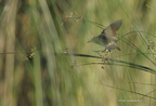 Rousserolle turdoïde, Acrocephalus arundinaceus, Great Reed Warbler